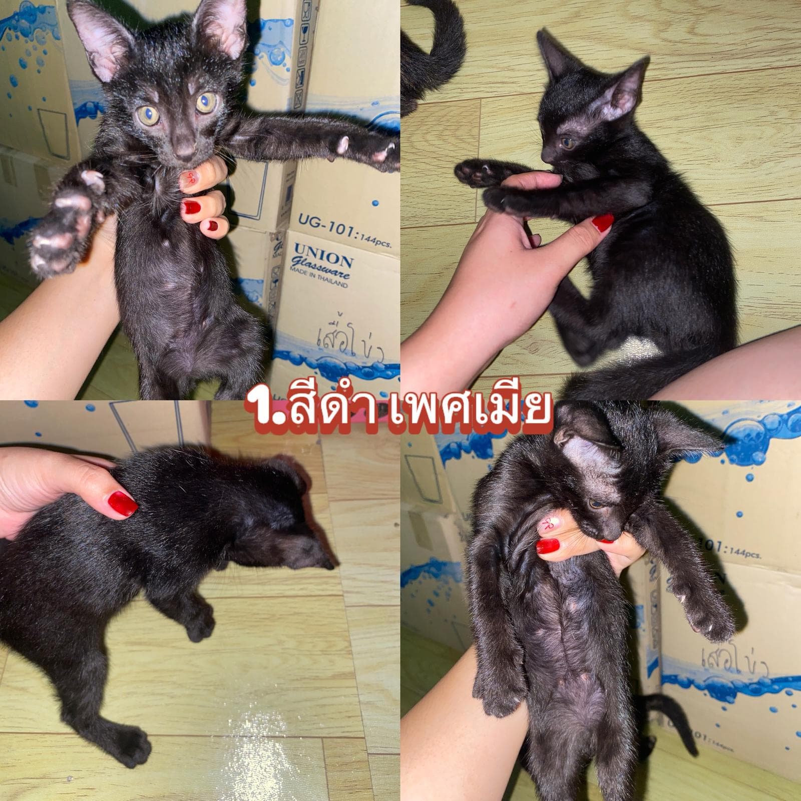 ลูกแมวจร-สัตว์เลี้ยงหาบ้าน-สมุทรปราการ-Petskub