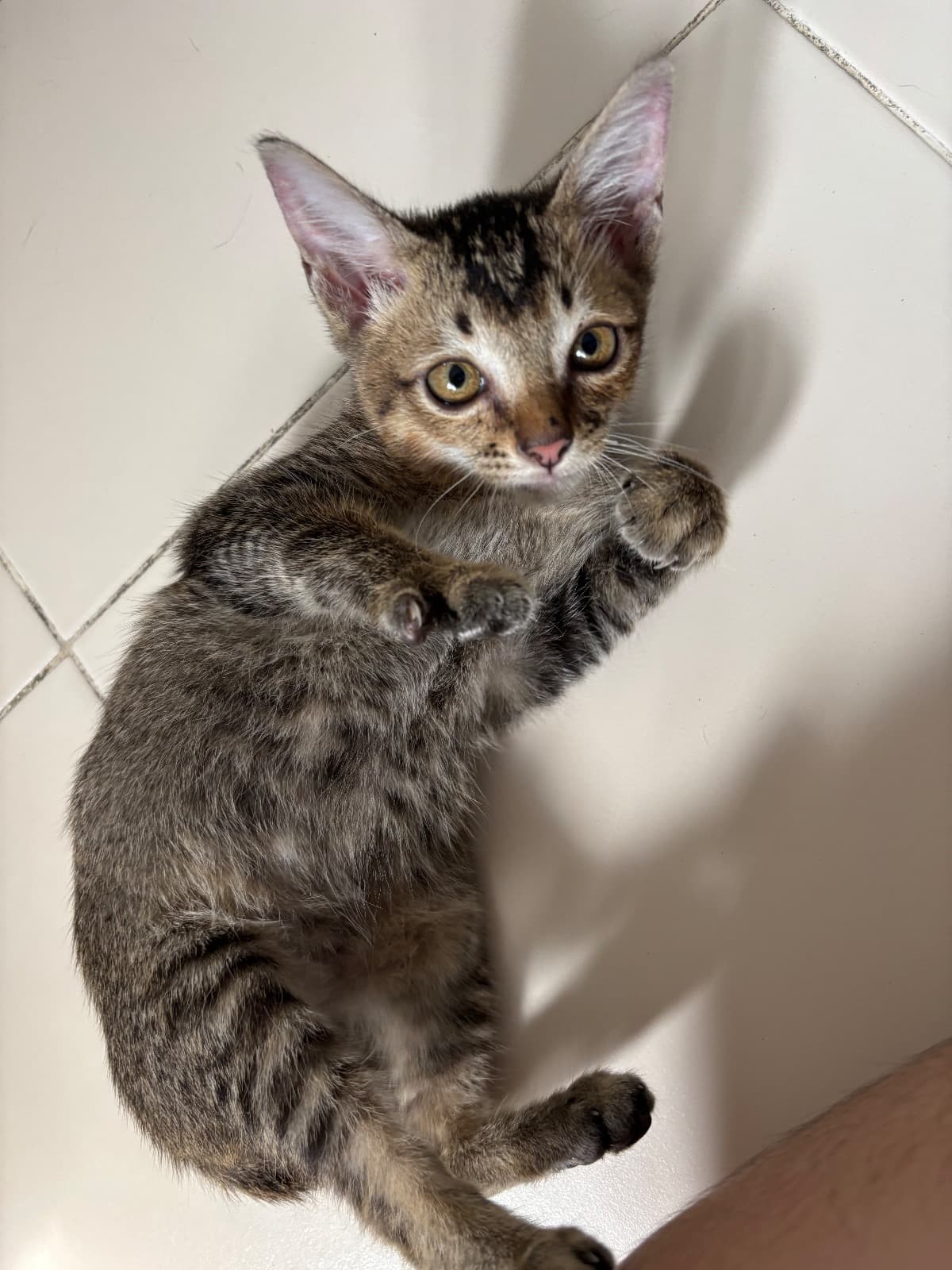 ยังไม่มีชื่อ-สัตว์เลี้ยงหาบ้าน-ปทุมธานี-Petskub